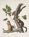 Sciurus Douglassii, Douglass’s Squirrel. Natural size. 1. Male, 2, Female.