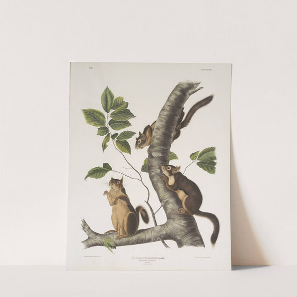 Sciurus Douglassii, Douglass’s Squirrel. Natural size. 1. Male, 2, Female. (1845-1848) by John Woodhouse Audubon