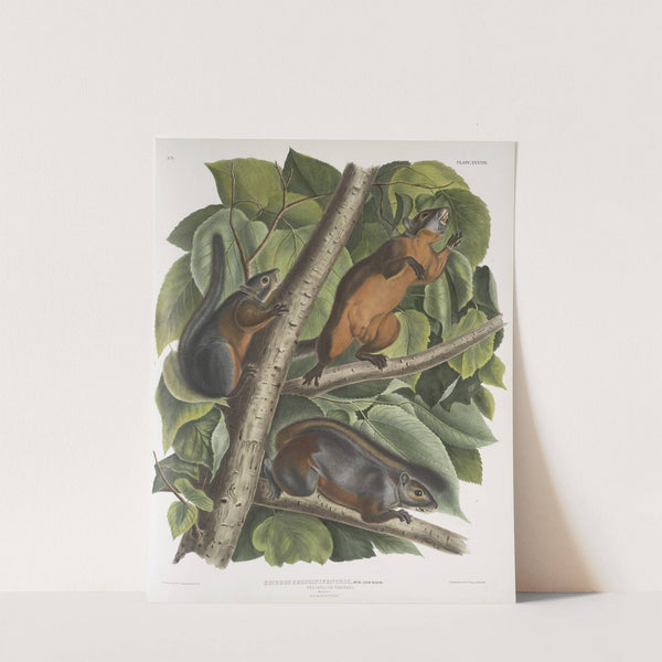 Sciurus feruginiventris, Red-bellied Squirrel. Natural size. Male, female and young. (1845-1848) by John Woodhouse Audubon