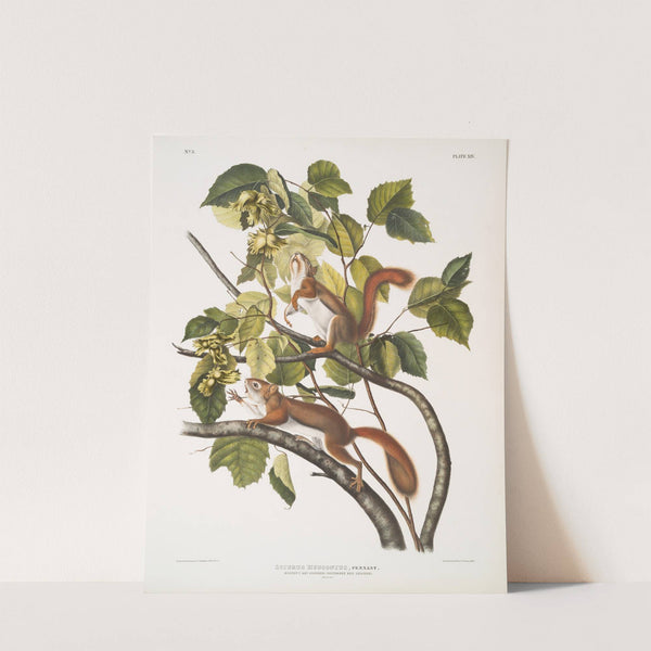 Sciurus Hudsonius, Hudson’s Bay Squirrel, Chickaree Red Squirrel. Natural size. (1845-1848) by John Woodhouse Audubon