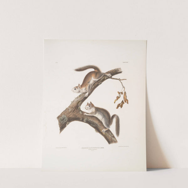 Sciurus Lanigunosus, Downy Squirrel. Natural size. (1845-1848) by John Woodhouse Audubon