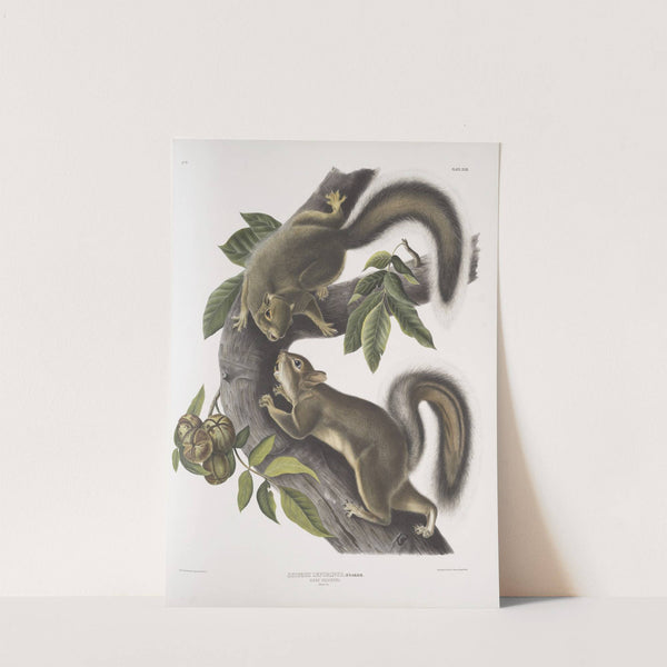 Sciurus leporinus, Hare Squirrel. Natural size. (1845-1848) by John Woodhouse Audubon