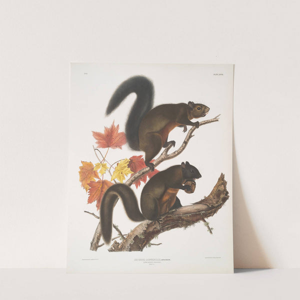 Sciurus longipilis, Long-haired Squirrel. Natural size. (1845-1848) by John Woodhouse Audubon