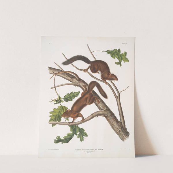 Sciurus mollipilosus, Soft-haired Squirrel. Natural size. (1845-1848) by John Woodhouse Audubon