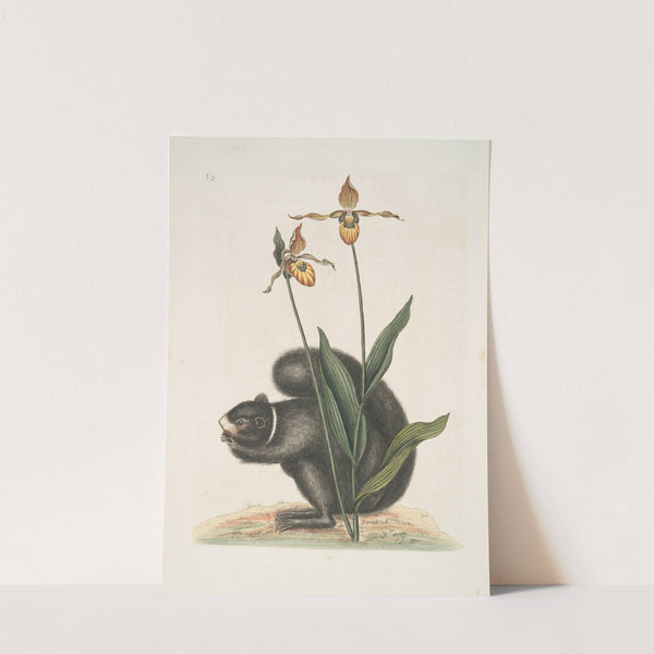 Sciurus Niger, The Black-Squirrel; Calceolus, The Lady's Slipper. by Mark Catesby