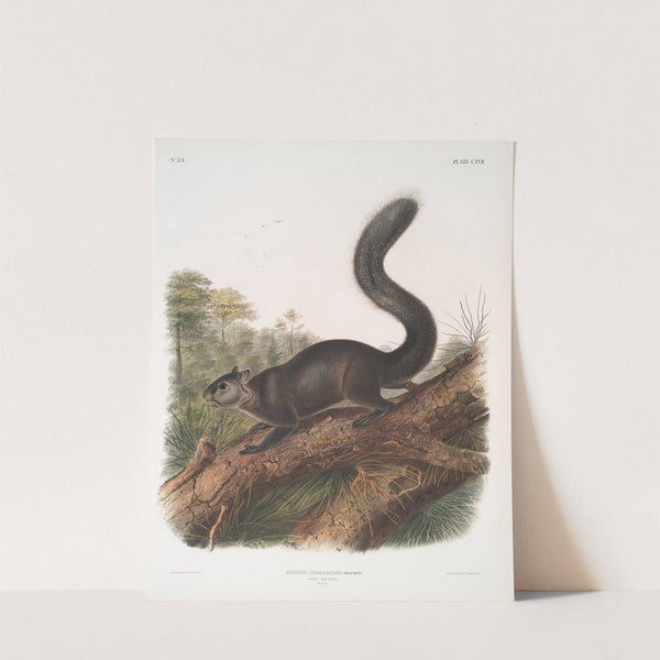 Sciurus nigrenscens, Dusky Sqiurrel. Male. Natural size. (1845-1848) by John Woodhouse Audubon