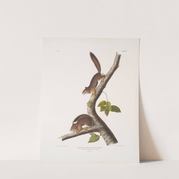 Sciurus Richardsonii, Richardson’s Columbian Squirrel. Natural size. Male & Female. (1845-1848) by John Woodhouse Audubon