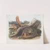 Sciurus Sayi, Say’s Squirrel. (Natural size.) (1845-1848) by John Woodhouse Audubon