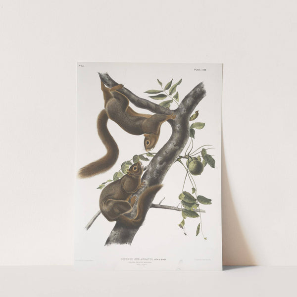 Sciurus sub-auratus, Orange-bellied Squirrel. Male & female. Natural size. (1845-1848) by John Woodhouse Audubon