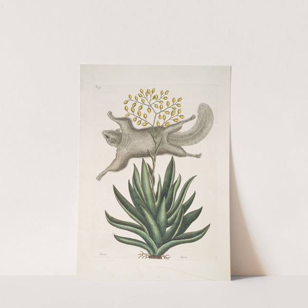 Sciurus, The Flying-Squirrel; Viscum. by Mark Catesby