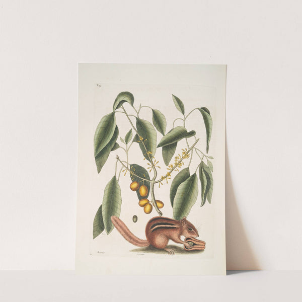 Sciurus, The Ground-Squirrel; Cornus, The Mastick Tree. by Mark Catesby