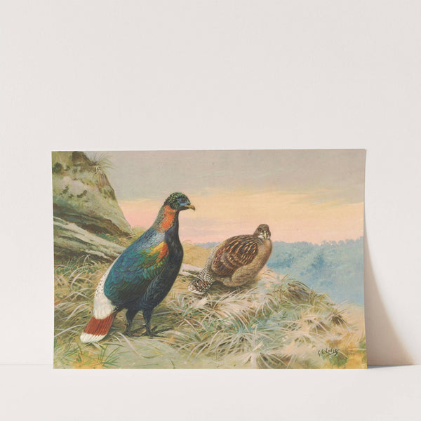 Sclater's Impeyan Pheasant by George Edward Lodge