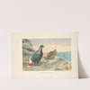 Sclater’s Impeyan Pheasant (Lophophorus sclateri). (1918-1922) by George Edward Lodge
