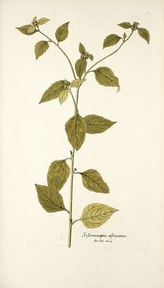 Sclerocarpus africanus