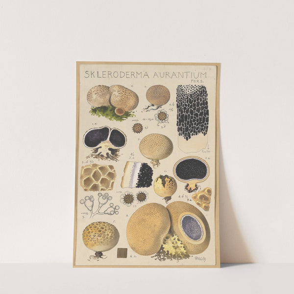 Scleroderma aurantium Pers. (1915-1945) by Hans Walty