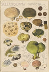 Scleroderma bovista (1915-1945)