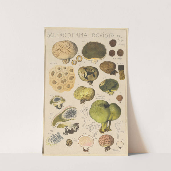 Scleroderma bovista (1915-1945) by Hans Walty