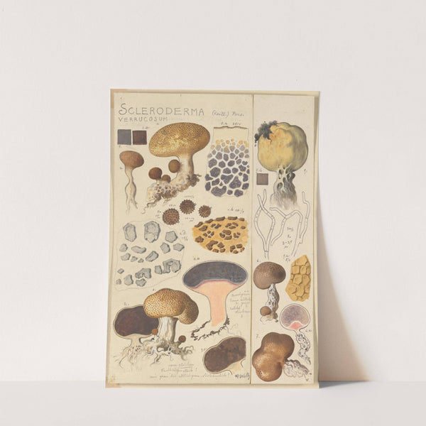 Scleroderma verrucosum (1915-1945) by Hans Walty