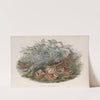 Scolopax rusticola. Woodcock. (1862-1873) by John Gould