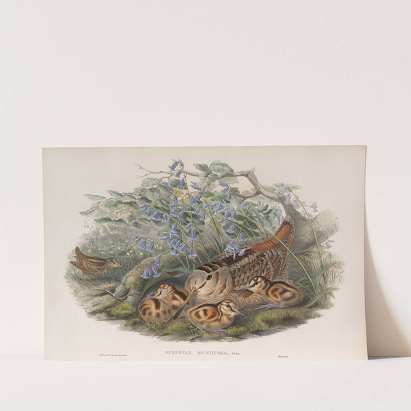 Scolopax rusticola. Woodcock. (1862-1873) by John Gould
