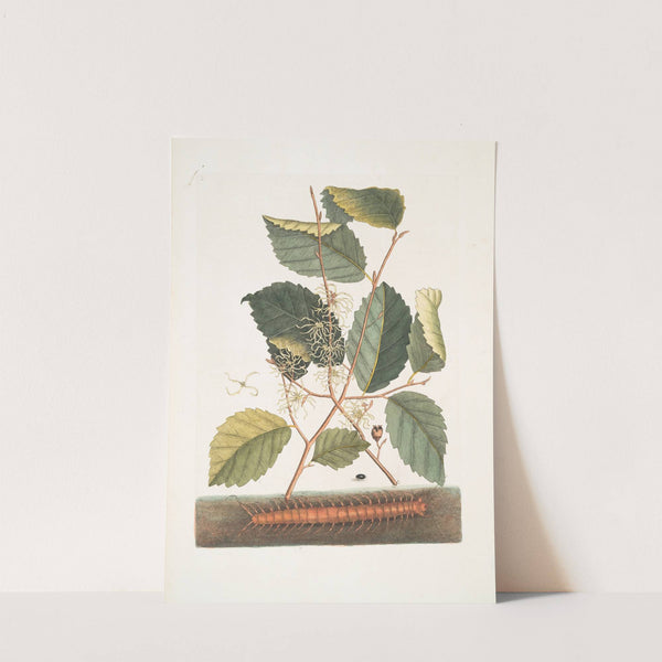 Scolopendra; Hamamelis. by Mark Catesby