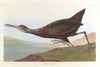 Scolpaceus courlan