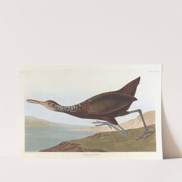Scolpaceus courlan by John James Audubon