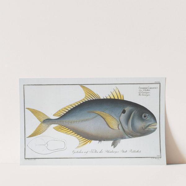 Scomber Carangus, The Carangoe. (1785-1797) by Marcus Elieser Bloch