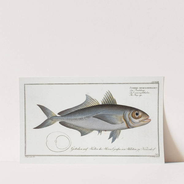 Scomber crumenophthalmus, The Bag-eye. (1785-1797) by Marcus Elieser Bloch