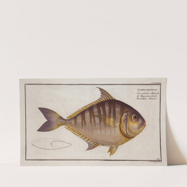 Scomber edentulus, The toothless Mackrel. (1785-1797) by Marcus Elieser Bloch