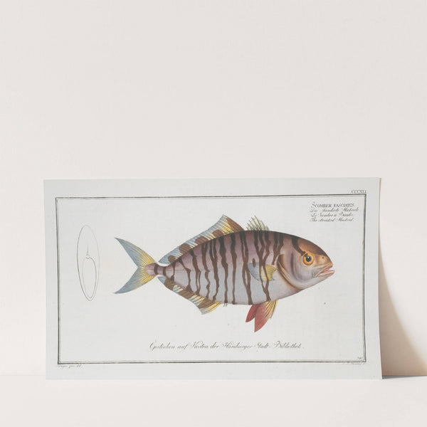 Scomber fasciatus, The streaked Mackrel. (1785-1797) by Marcus Elieser Bloch