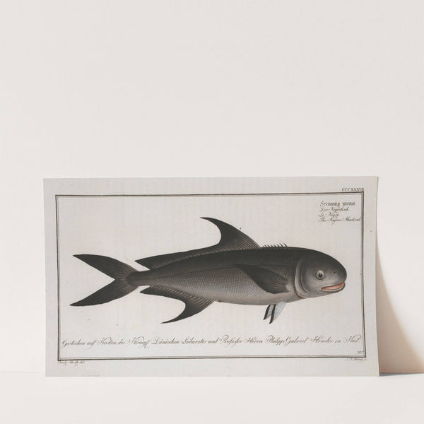 Scomber niger, The Negro-Mackrel. (1785-1797) by Marcus Elieser Bloch