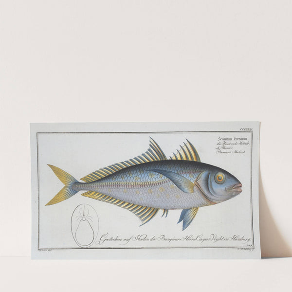 Scomber Plumieri, Plumier’s Mackrel. (1785-1797) by Marcus Elieser Bloch