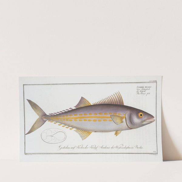 Scomber regalis, The King’s fish. (1785-1797) by Marcus Elieser Bloch