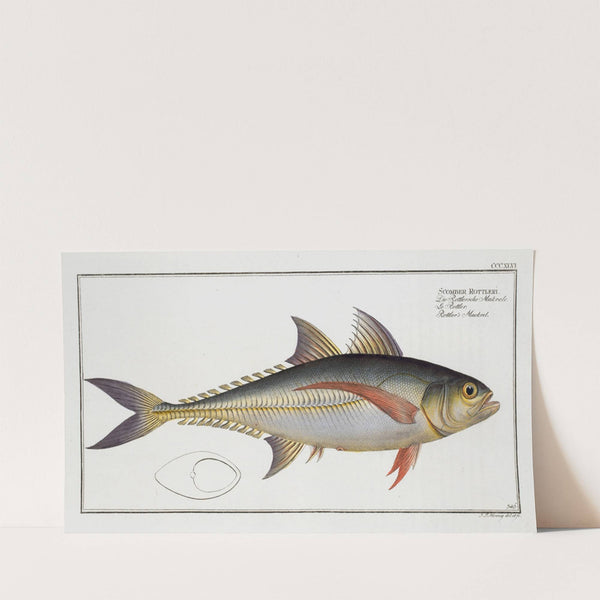 Scomber Rottleri, Rottler’s Mackrel. (1785-1797) by Marcus Elieser Bloch