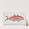 Scomber ruber, The red Mackrel. (1785-1797) by Marcus Elieser Bloch