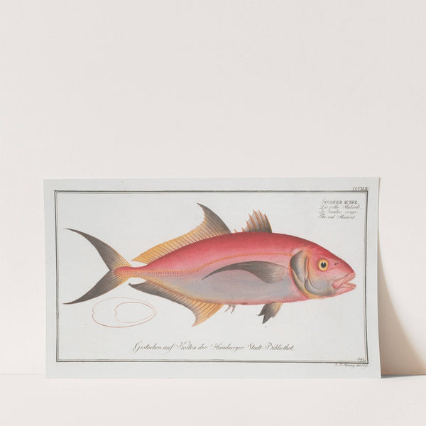 Scomber ruber, The red Mackrel. (1785-1797) by Marcus Elieser Bloch