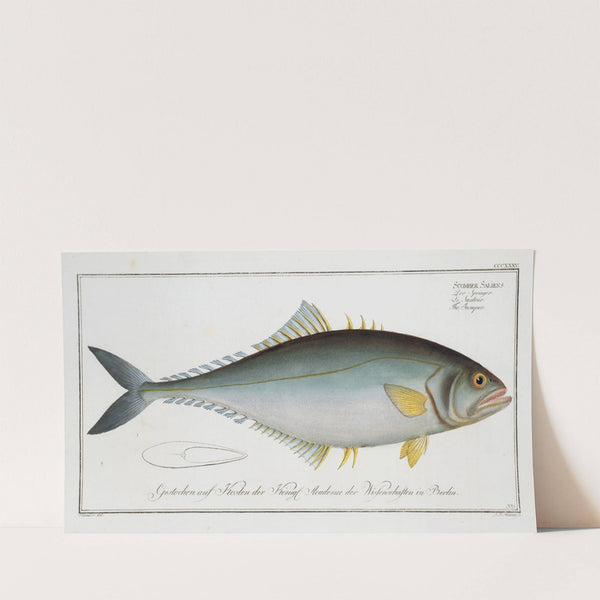 Scomber Saliens, The Jumper. (1785-1797) by Marcus Elieser Bloch