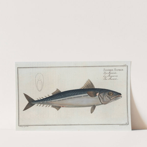 Scomber Scomber, The Mackrel. (1785-1797) by Marcus Elieser Bloch