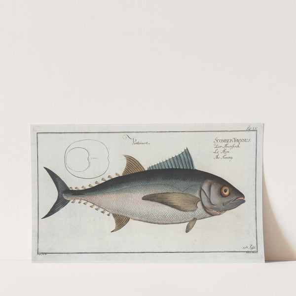 Scomber Thynnus, The Tunny. (1785-1797) by Marcus Elieser Bloch