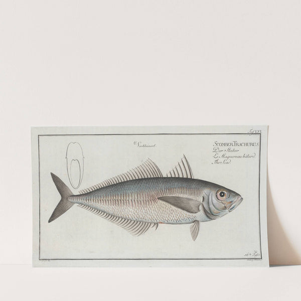 Scomber Trachurus, The Scad. (1785-1797) by Marcus Elieser Bloch