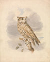Scops Owl