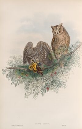 Scops zorca. Scops Eared Owl. (1862-1873)