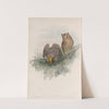 Scops zorca. Scops Eared Owl. (1862-1873) by John Gould