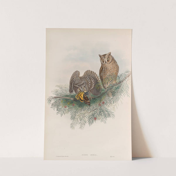 Scops zorca. Scops Eared Owl. (1862-1873) by John Gould