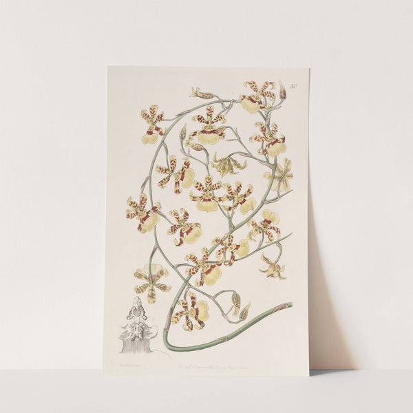 Scorched Oncidium (1815-1819) by Sydenham Edwards