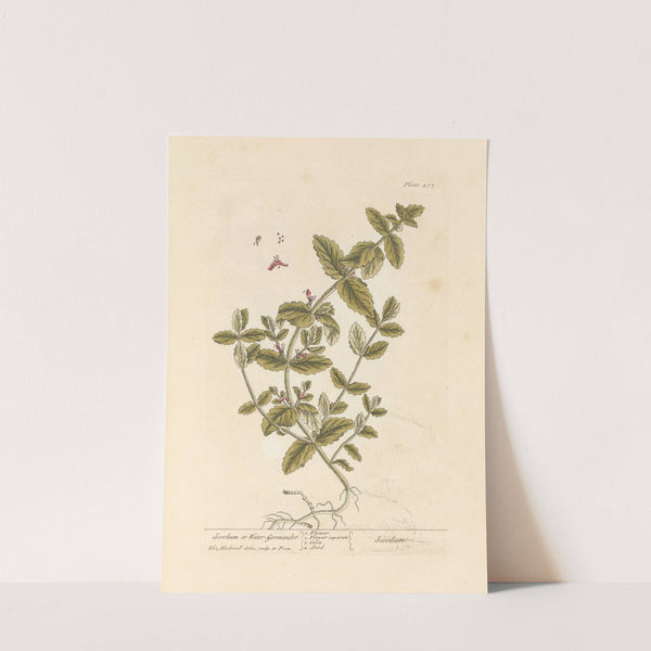 Scordium or water germander by Elizabeth Blackwell