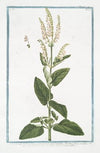 Scorodonia Salviæ, foliis parte inversa candicantibus, floribus flavis in spicas rariter dispositis ex una, et altera parte vegetantibus. (Wood Sage)