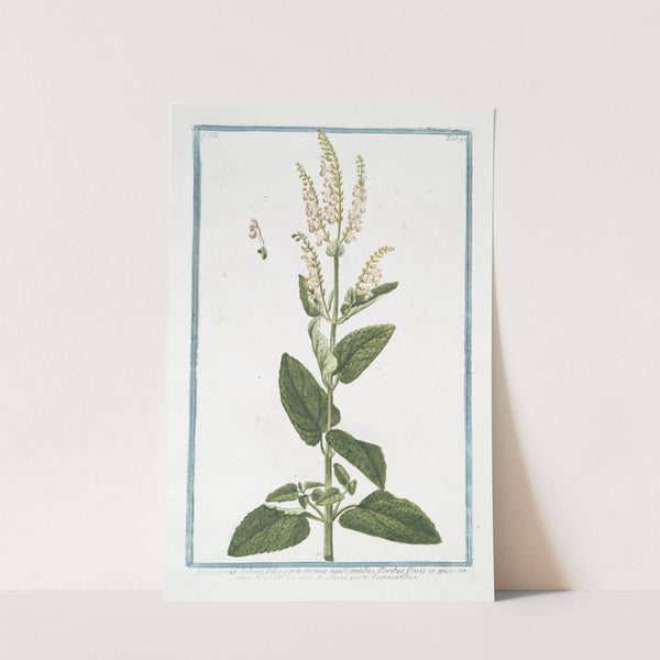 Scorodonia Salviæ, foliis parte inversa candicantibus, floribus flavis in spicas rariter dispositis ex una, et altera parte vegetantibus. (Wood Sage) by Giorgio Bonelli