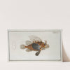 Scorpaena antennata. (1785-1797) by Marcus Elieser Bloch